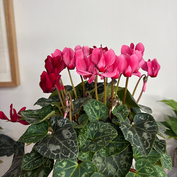 Cyclamen Pink and Red in Medium Self Watering Glass Pot