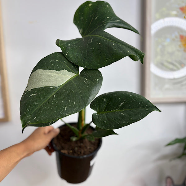 Monstera Thai Constellation Variegated 150mm