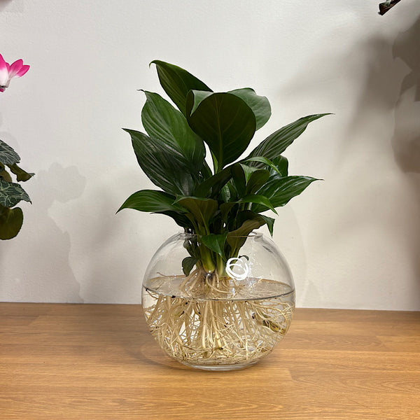 Peace Lily in Hydro Glass Orb