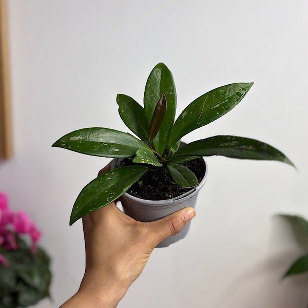 Hoya Pubicalyx 105mm