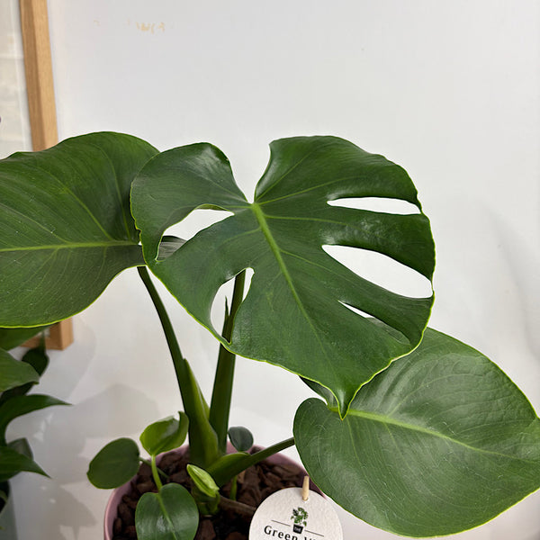 Monstera Deliciosa in Large Oslo Pot Mallow