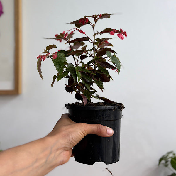 Begonia Medora 120mm
