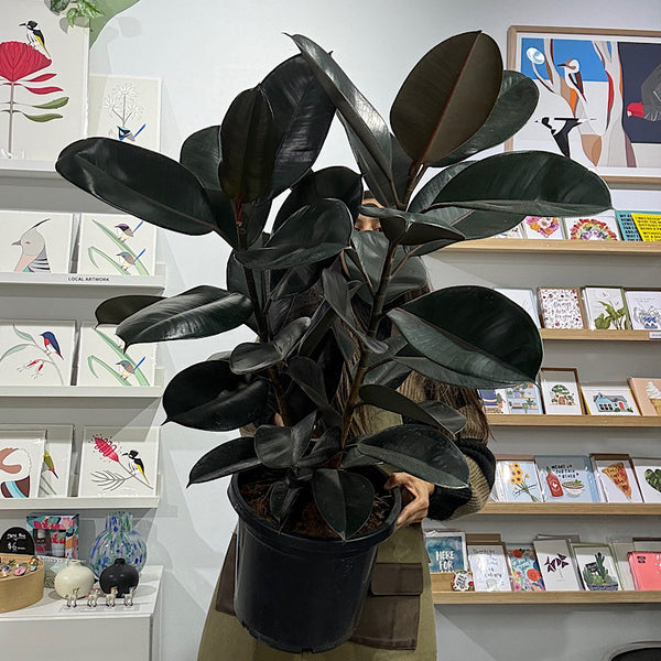 Ficus Elastica Burgundy Indian Rubber Tree 300mm