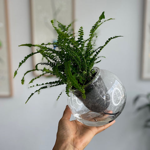 Lemon Button Fern in Tilt Self Watering Glass Pot