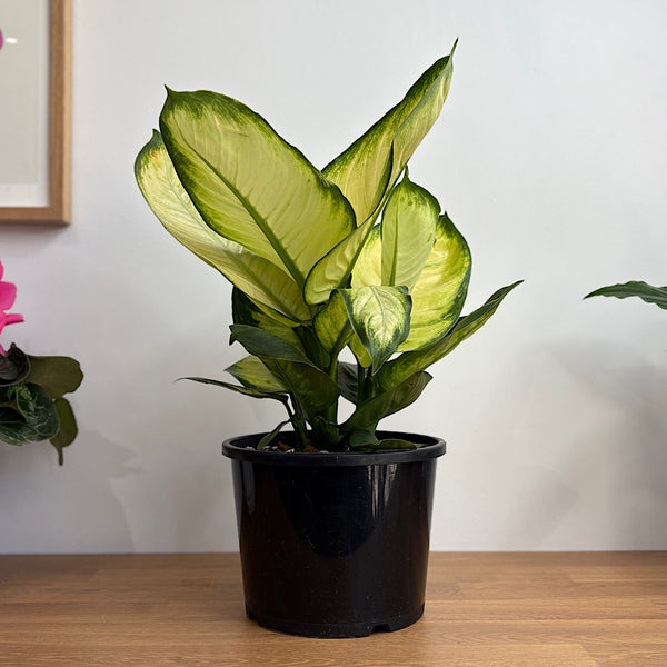 Dieffenbachia Tropic Marianne 200mm