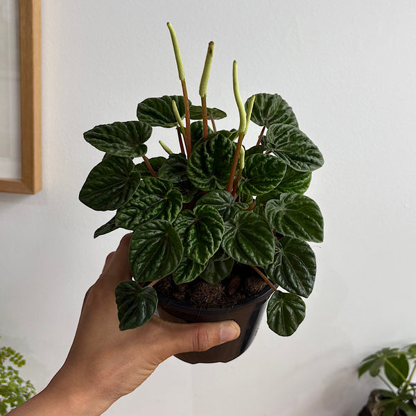 Peperomia Caperata Lilian 120mm