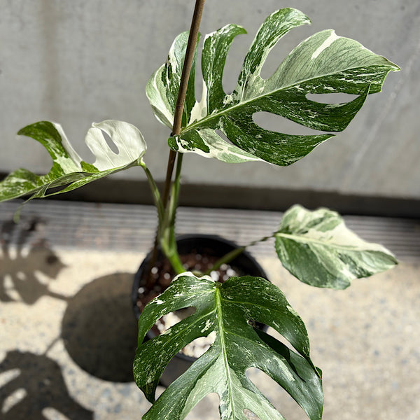 Monstera Borsigiana Albo Variegated Monstera 200mm