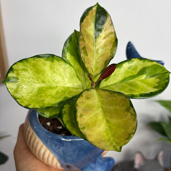 Hoya Australis in Reef Whale Planter