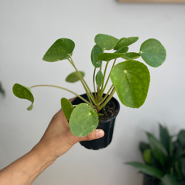 Pilea Peperomioides Chinese Money Plant 100mm