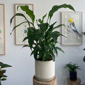 Peace Lily in Large Oslo Pot Sandstorm