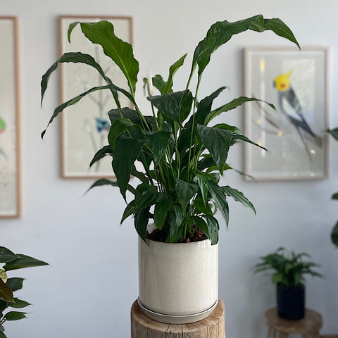Peace Lily in Large Oslo Pot Sandstorm