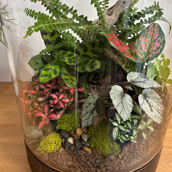 Jumbo Helga Terrarium with Lush Forrest with Timber Base and Ball #0209