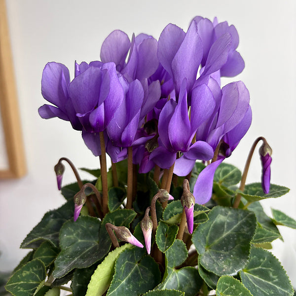 Cyclamen Violet in Medium Self Watering Glass Pot