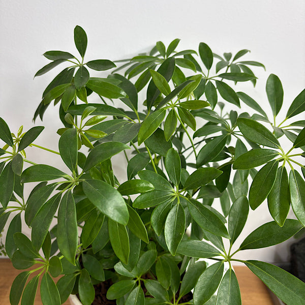 Dwarf Umbrella Tree in Large Gerti Speckle Pot