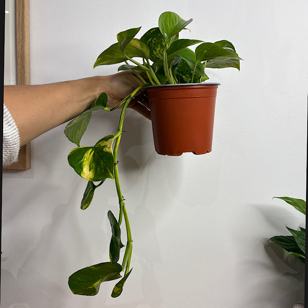 Devils Ivy Epipremnum Aureum Pothos 130mm
