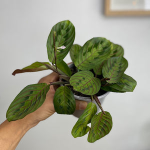 Maranta Leuconeura Erythroneura Red Vein 105mm