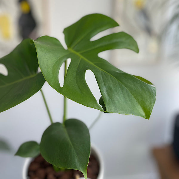 Monstera Deliciosa in Large Athens Pot White