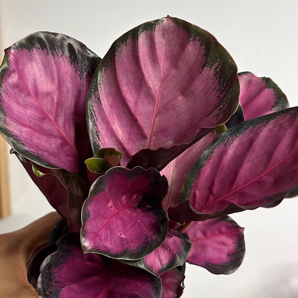 Calathea Purple Rose 100mm