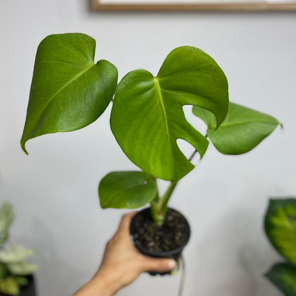 Monstera Deliciosa Tauerii Round Leaf 100mm