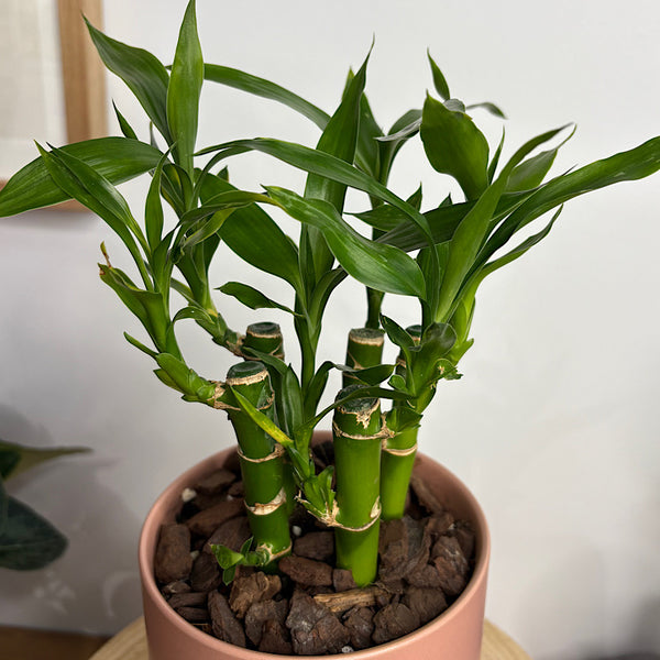 Lucky Bamboo in Small Oslo Pot Dusty Rose
