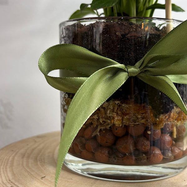Domino Peace Lily in Small Glass Pot