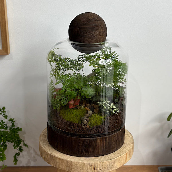 Large Helga Terrarium with Lush Forrest with Timber Base and Ball #2509