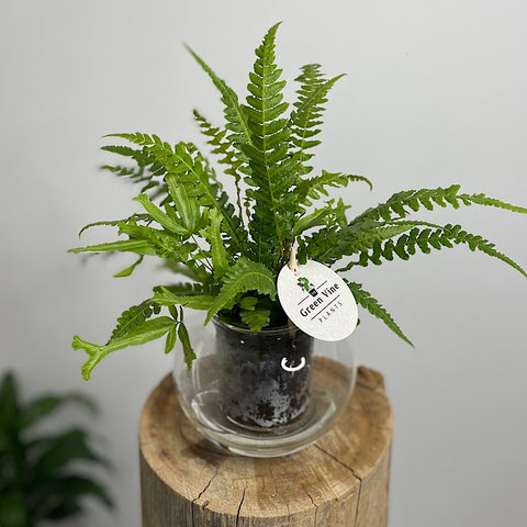 Fern in Medium Self Watering Glass Pot
