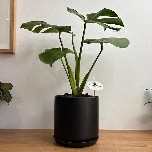 Monstera Deliciosa in Large Oslo Pot Jet Black