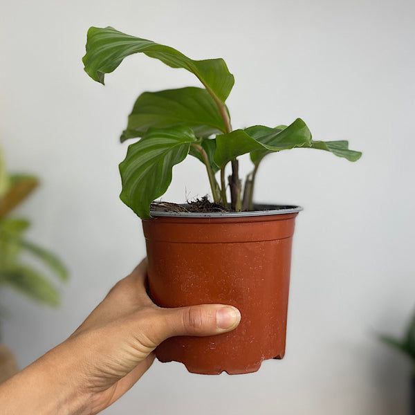 Calathea Orbifolia 130mm
