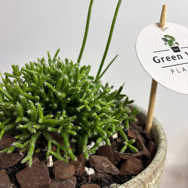 Rhipsalis Coral Cactus in Wide Pollock Pot Limestone