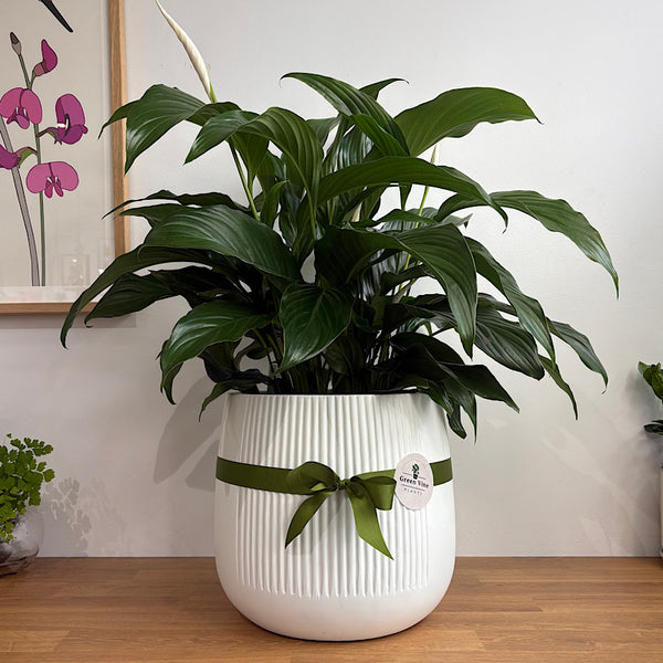 Deluxe X-Large Flowering Peace Lily in Dune Pot White