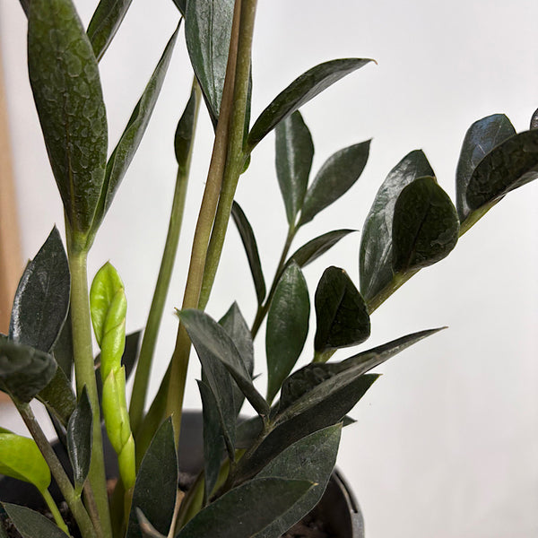 Zamioculcas Dark Zamicro 140mm