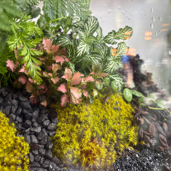 Lush Low Teardrop Terrarium #0912