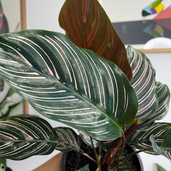 Calathea Sanderiana Pinstripe 130mm