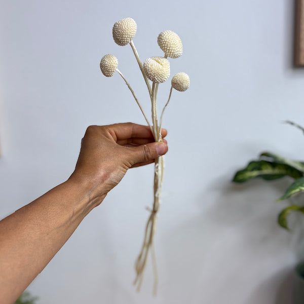 Preserved Billy Buttons