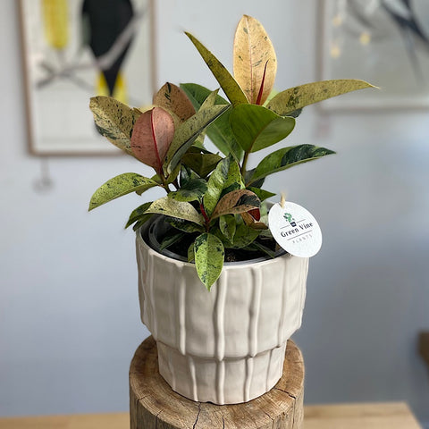 Ficus Marble in Large Parker Pot Cream