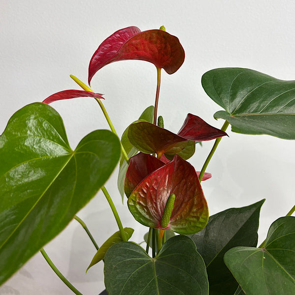 Anthurium Flamingo Flower Red in Winter Egg Pot Black