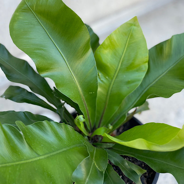 Asplenium Australasicum Birds Nest Fern 200mm