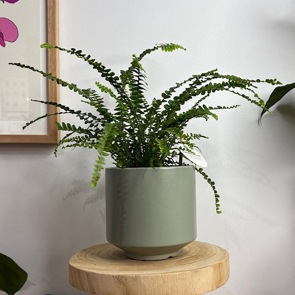 Lemon Button Fern in Medium Brisa Pot Sage