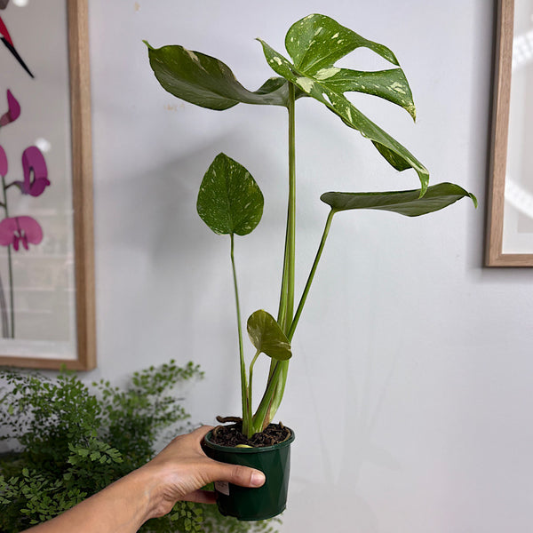 Monstera Thai Constellation Variegated Monstera 100mm