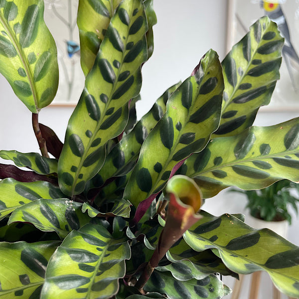 Calathea Insignis Rattlesnake Plant 170mm