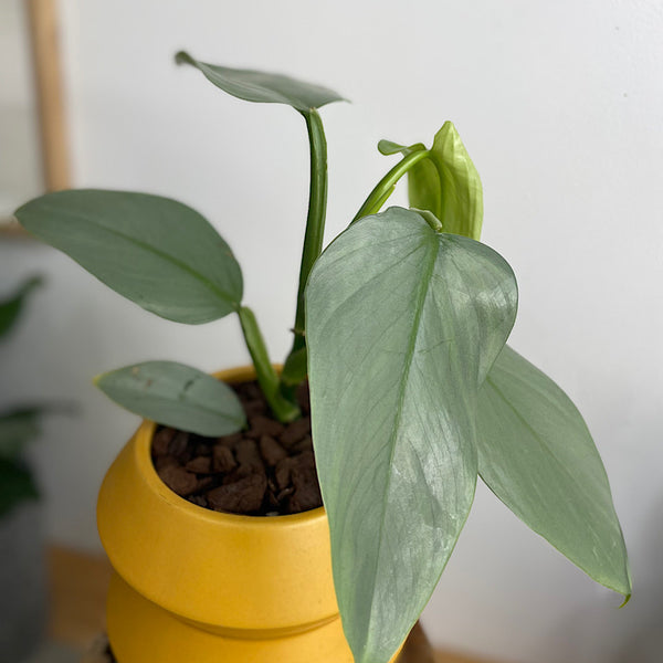 Philodendron Silver Sword in Hanover Pot Tobacco