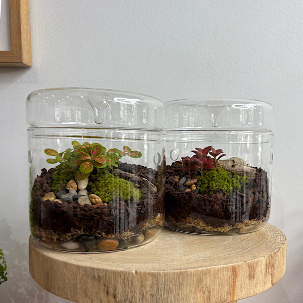 Astrid Small Drip Terrarium with Fittonias & Moss