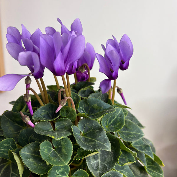Cyclamen Dragon Blue Violet 100mm