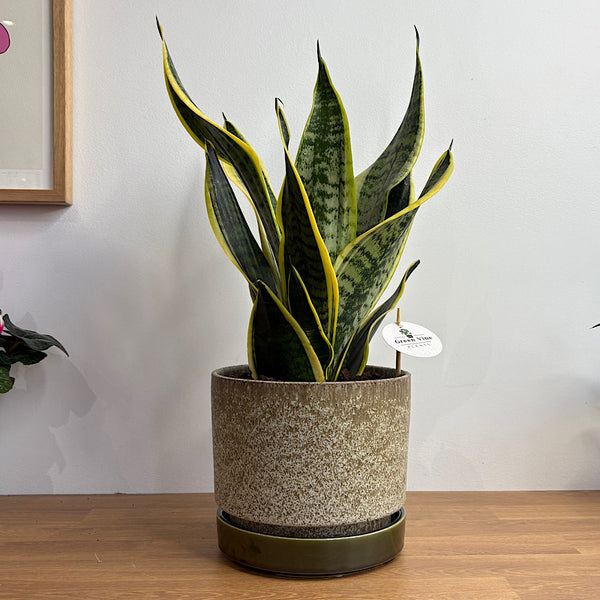 Superba Snake Plant in Large Pollock Pot Limestone