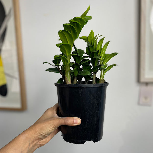 Zamioculcas Zenzi Dwarf Zanzibar Gem 140mm