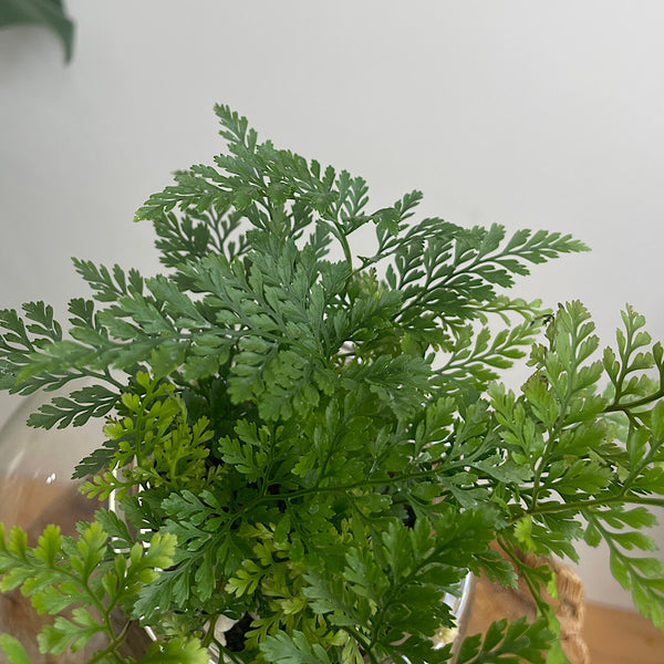 Rabbits Foot Fern in Medium Tilted Self Watering Glass Pot