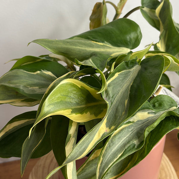 Philodendron Rio in Medium Oslo Pot Dusty Rose