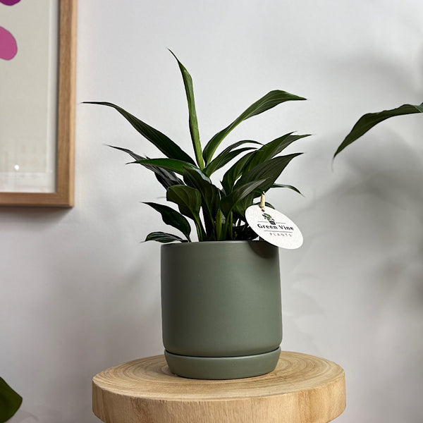 Peace Lily in Small Oslo Pot Eucalyptus