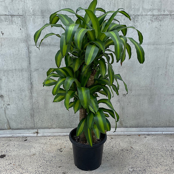 Dracaena Fragrans Massangeana Happy Plant 300mm